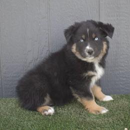 Robbin - Black tri-color male Australian Shepherd puppy in Fallon, Nevada from Double H Australian Shepherds