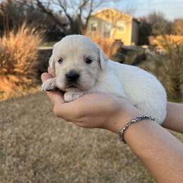 Goldendoodle and Golden Retriever Puppies from SSC Golden Retreivers