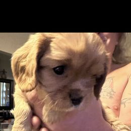 Cavalier King Charles Spaniel Puppies from AKC Cavalier King Charles spaniel Brenda’s puppies
