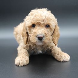 Apollo - Gold male Australian Cobberdog puppy in Bellingham, Minnesota from Whispering Prairie Australian Cobberdog