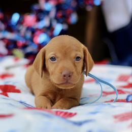 America - Golden rust female Vizsla puppy in Bloomington, Indiana from Envizion