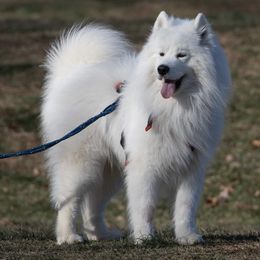 Samoyeds from Shasta Samoyeds