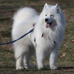 Samoyeds from Shasta Samoyeds