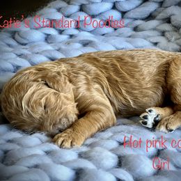 Poodle Puppies from Katie’s Standard Poodles