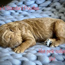 Poodle Puppies from Katie’s Standard Poodles