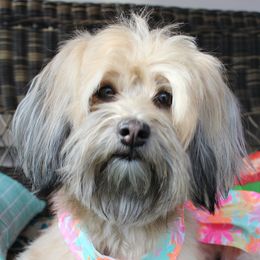 Havanese from Havanese, Yes Please