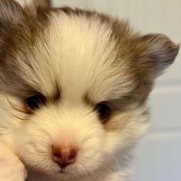 Husky mask girl - Gray and white female Pomsky puppy in Magnolia, Texas from Solace Shelties and Pomskies
