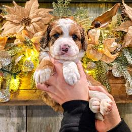 Avalanche - Chocolate merle male Bernedoodle puppy in Forest, Ohio from Mini Doodle Buddies
