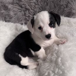 Boy 3 - Green Collar - Black and white male Cardigan Welsh Corgi puppy in Grants Pass, Oregon from Rockin’ DA Corgis & Critter Transport LLC