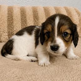 Lucas - Piebald male Dachshund puppy in Gold Canyon, Arizona from Silverking Kennels