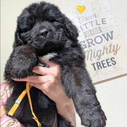 Newfoundland Female Yellow Collar - Black female Newfoundland puppy in Burfordville, Missouri from Umfleet Farms