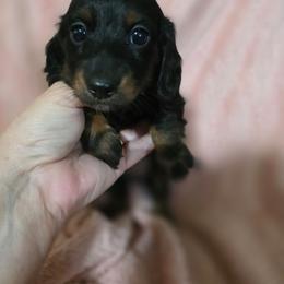Harmony - Black and tan female Dachshund puppy in Adolphus, Kentucky from Walker's Dachshunds