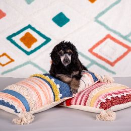 Poodle Puppies from Setting the Standard Poodles