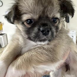 Sienna - Fawn brindled black female Chihuahua puppy in El Sobrante, California from Dolce Coco Chihuahuas