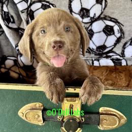 Pele - Chocolate male Labrador Retriever puppy in Sullivan, Missouri from O’Dell Labs