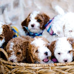 Poodle Puppies from Doodle Puppy Parti