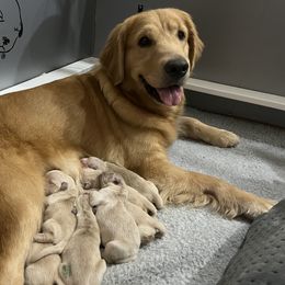 Purple - Light golden Golden Retriever puppy in Trenton, Texas from Scout's Legacy Golden Retrievers