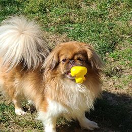 Fluffy - Pekingese