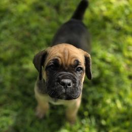 Cane Corso Puppies from HOUSE OF HALL CANE CORSOS
