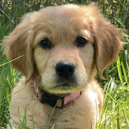 Golden Retrievers from Goldens Retreat