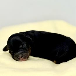 Rainy - Black phantom female Aussiedoodle puppy in Sterling, Colorado from North 40 Doodles