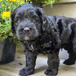 Gruffalo - Black male Australian Labradoodle puppy in Mount Gilead, North Carolina from Tillery Labradoodles
