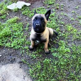 Girl 4 - Fawn female Belgian Malinois puppy in Franklin, Virginia from Morning Star Malinois