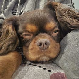 Chip - Cavalier King Charles Spaniel