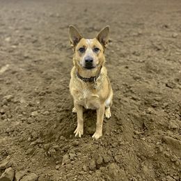 Reba - Australian Cattle Dog