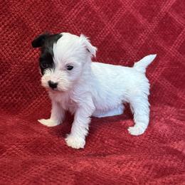 Poppy - Black and white female Coton de Tulear puppy in Avery Creek, North Carolina from AVLCOTONLOVE