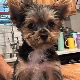 Toby( click pic) - Black and tan male Yorkshire Terrier puppy in Kingston, Oklahoma from Lake Life