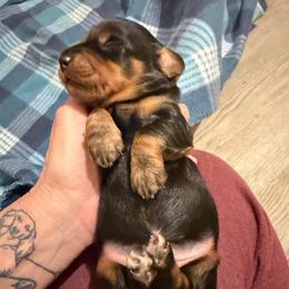 Buddy - Black and tan male Dachshund puppy in Edinburg, Virginia from Hunter Lane Dachshunds