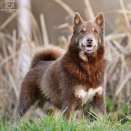 Kettu - Lapponian Herder