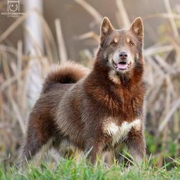 Kettu - Lapponian Herder