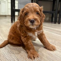 Pumpkin - Red  male Goldendoodle puppy in Mesa, Arizona from AZ River Doodles