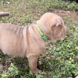 Mayonnaise - Blue sable male Chinese Shar-Pei puppy in Lehigh Acres, Florida from Florida Wrinkles