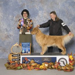 Golden Retriever All Grown Up from GoldRox Goldens