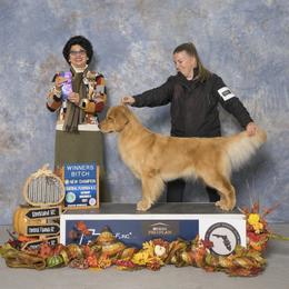 Golden Retriever All Grown Up from GoldRox Goldens