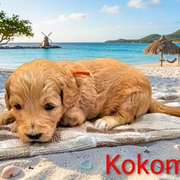 Kokomo - Red  male Goldendoodle puppy in Forest, Ohio from Mini Doodle Buddies