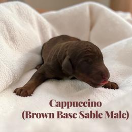 Cappuccino - Sable male Poodle puppy in Ellenburg Center, New York from Kristin's Puppies