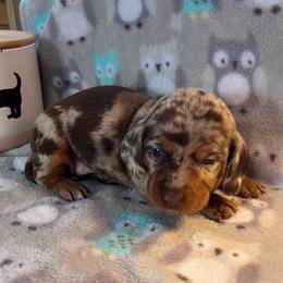 CKC girl 3 purple collar - Dapple female Dachshund puppy in Grand Valley, Pennsylvania from Dachshunds on the Hill