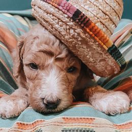 Goldendoodle Puppies from Mercy Doodles