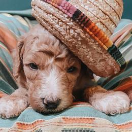Goldendoodle Puppies from Mercy Doodles