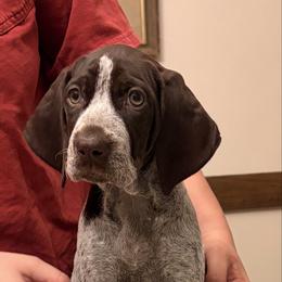 Purple - Liver and white female German Shorthaired Pointer puppy in Ash Flat, Arkansas from SmokePoint GSPs