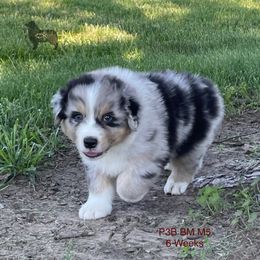 Australian Shepherd, Miniature American Shepherd, and Toy Australian Shepherd Puppies from OR Aussies