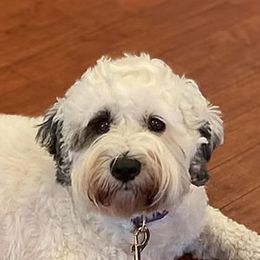 Jasmine - Australian Labradoodle