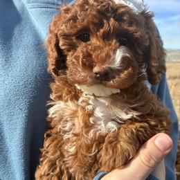 Bubbly - Red and white female Cockapoo puppy in Adrian, Oregon from ApplebyFarm