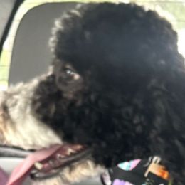 Bernedoodles from Ruthy's Bernedoodles