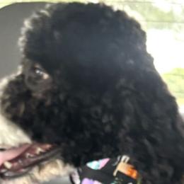 Bernedoodles from Ruthy's Bernedoodles