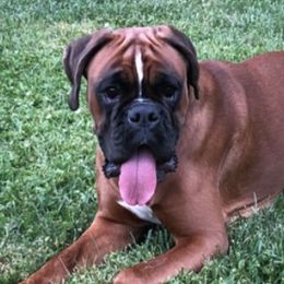 Boxers from Tiger Lily Boxers